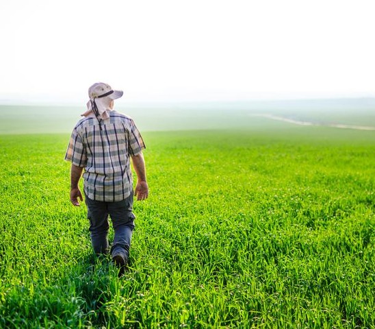 Farmer looking at the field